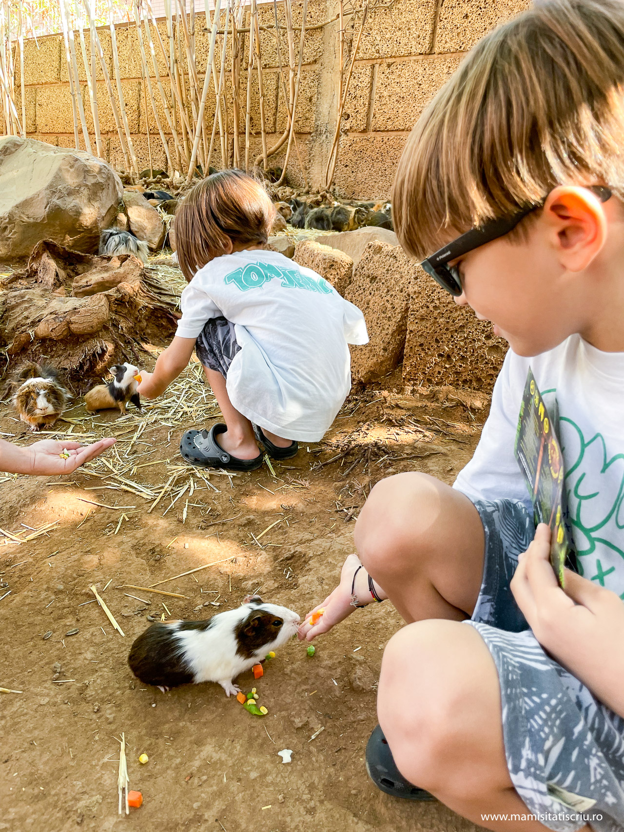 Porcusori de Guineea la Monkey Park