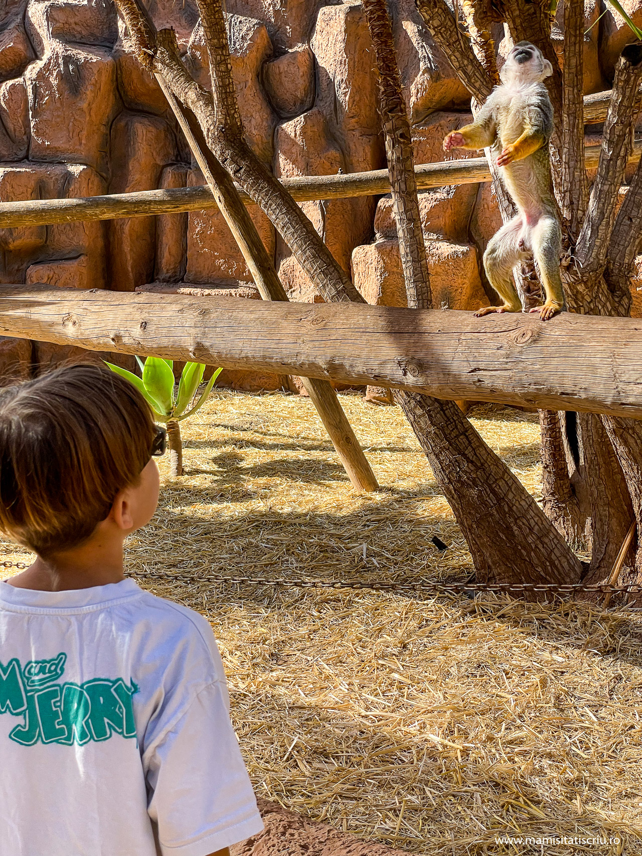 Monkey Park Tenerife