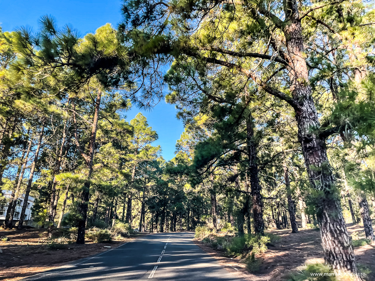 Paduri de pin de pe drumul catre Vulcanul Teide