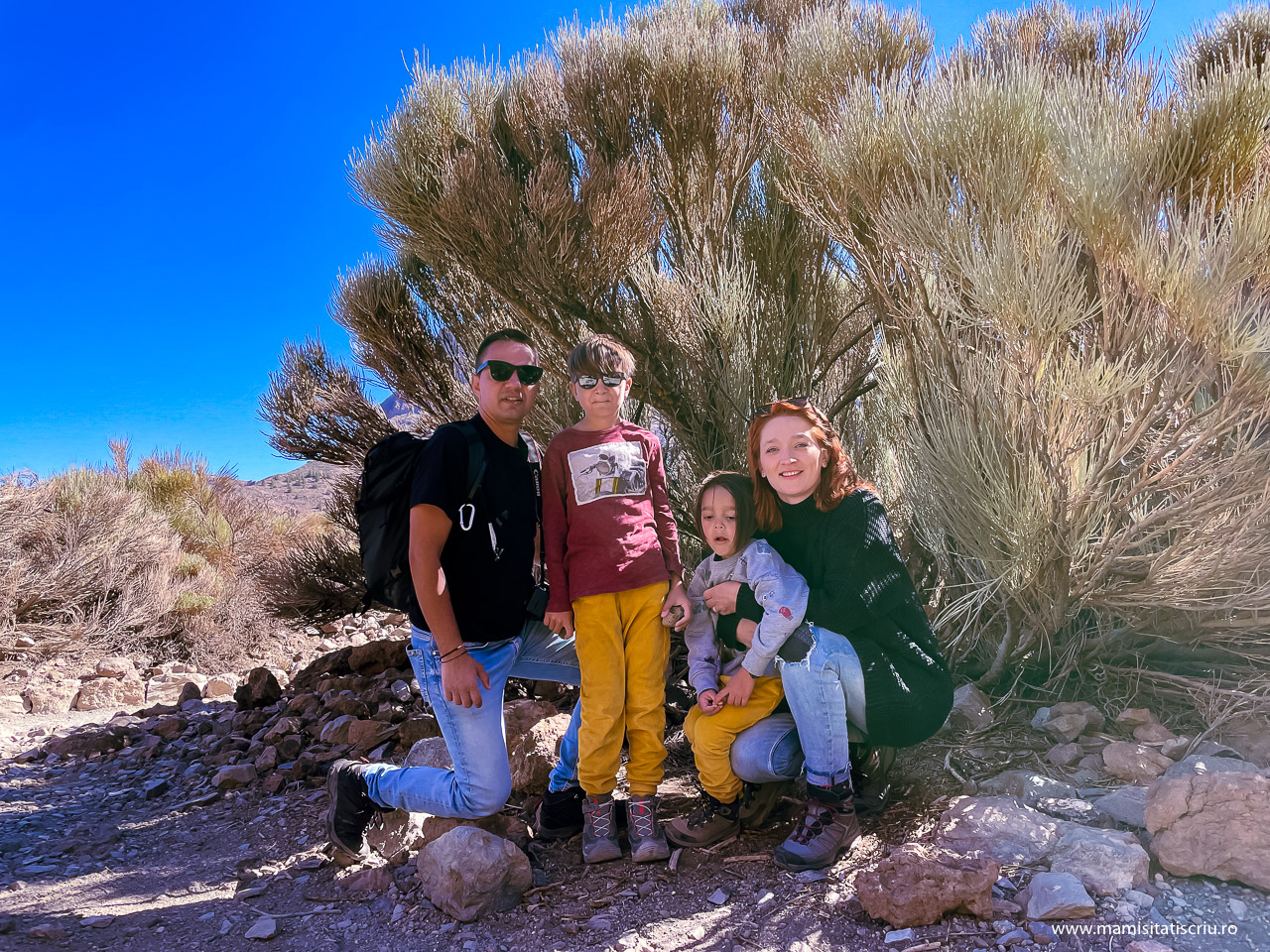 Cactus urias Teide