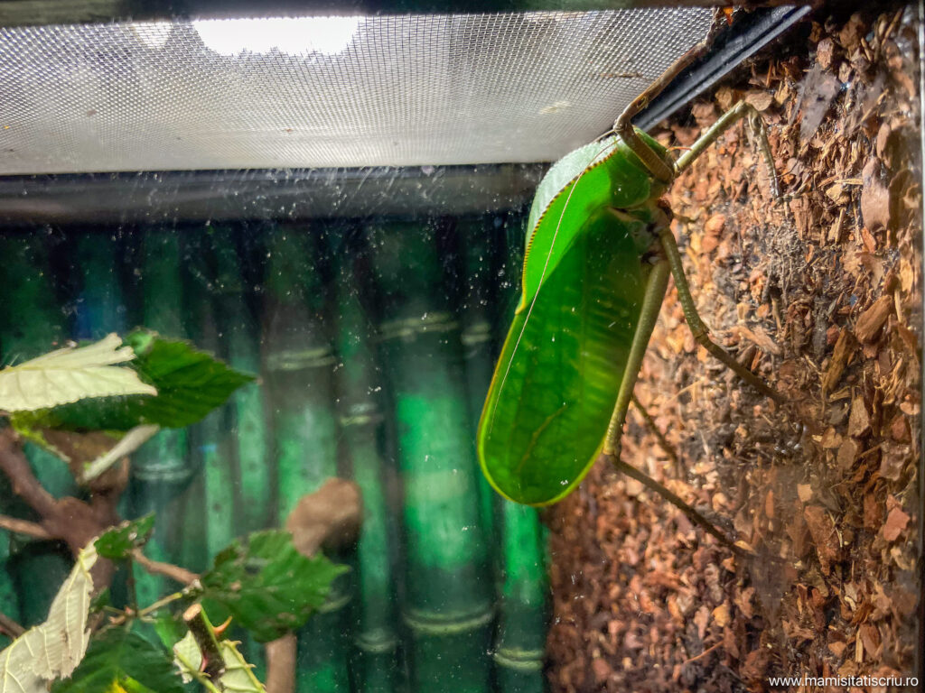 Acvariu Munchen - Mami si Tati scriu