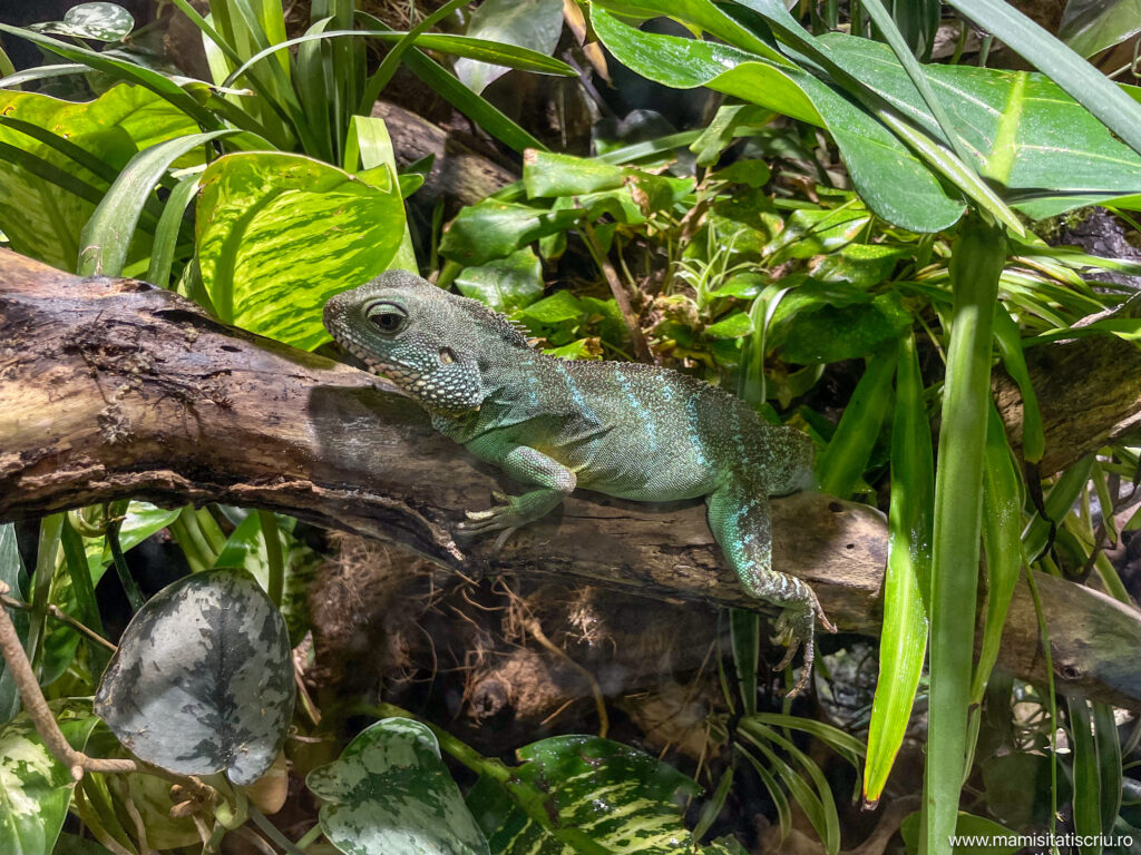 Acvariu Munchen - Mami si Tati scriu